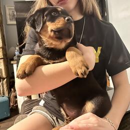 Rottweiler Puppies from Vom Arnold-Hause Rottweilers