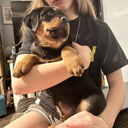 Rottweiler Puppies from Vom Arnold-Hause Rottweilers