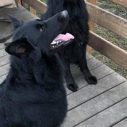 Berger Blanc Suisses and German Shepherds from Von Wulfgeist Shepherds
