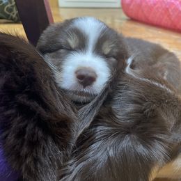 Australian Shepherd and Miniature Australian Shepherd Puppies from Integrity Aussies Tx