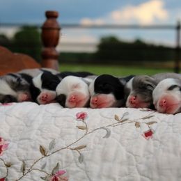 Miniature Australian Shepherd and Toy Australian Shepherd Puppies from Clayton Farms Australian Shepherds