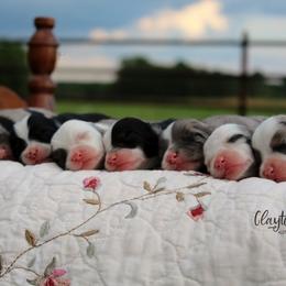 Miniature Australian Shepherd and Toy Australian Shepherd Puppies from Clayton Farms Australian Shepherds