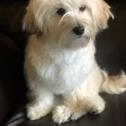 Havanese, Havapoo, and Labrador Retriever Puppies from Joyful Havanese, Havapoo, and Labs
