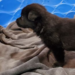 Boy 4 - Black German Shepherd puppy in Eustace, Texas from Macanta K9