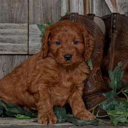 Damian - Green Collar - Red male Irish Doodle puppy in Macedon, New York from Toodles Goldendoodles