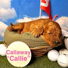 Callaway “Callie” - Red  female Goldendoodle puppy in Chelan, Washington from North Cascades Doodles