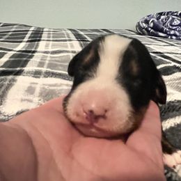 Girl 1 - Black rust and white female Bernese Mountain Dog puppy in Mora, New Mexico from Berners of New Mexico