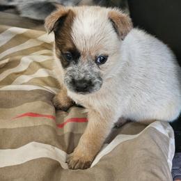 Autumn - Red speckled female Australian Cattle Dog puppy in Cora, Wyoming from Lyla Hinman's Australian Cattle Dogs