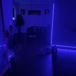 Miniature Schnauzer Puppies from Sugarbaby Kennel