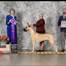Halona - Great Dane