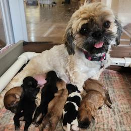 Shichon puppies from PTK Ranch