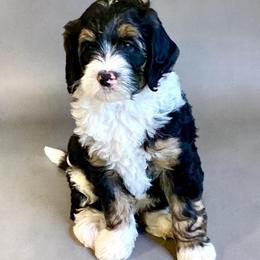 Lucky - Tri-color male Bernedoodle puppy in Huntsville, Alabama from Falcon Ridge Doodles