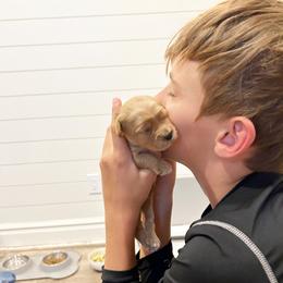 Cavapoo Puppies from Timpview Cavapoos
