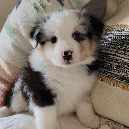 Josh - Blue merle male Miniature Australian Shepherd puppy in Waxhaw, North Carolina from Cane Creek Aussies