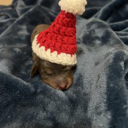 Belle - Dapple female Dachshund puppy in Norman, Oklahoma from Mother of Dachshunds