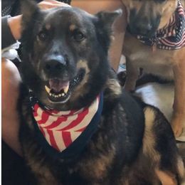 German Shepherds from Airo Heart Shepherds