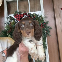 Boy 2 LIMITED AKC - Piebald male Dachshund puppy in Aurora, Missouri from Baker Farms