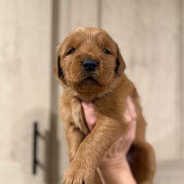 Doc Holliday - Dark golden male Golden Retriever puppy in Henagar, Alabama from Shupe’s Sweet Southern Goldens