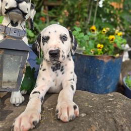 Black collar male - White and black male Dalmatian puppy in Valley, Washington from Loving spots Dalmatians