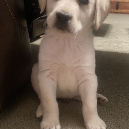 Dilute Retriever and Labrador Retriever Puppies from CKB Labradors