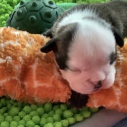 Boy 2 - Brindle male Bulldog puppy in Tierra Verde, Florida from Destiny Kennel
