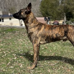 Dutch Shepherds and German Shepherds from Vom Hetzelhaus