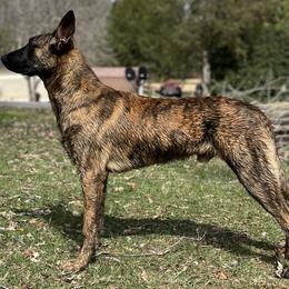 Dutch Shepherds and German Shepherds from Vom Hetzelhaus