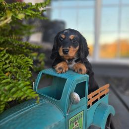Vinny 4000 - Black and tan male Dachshund puppy in Crystal, Michigan from Mare-bella Dachshunds