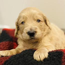 Goldendoodles from Kolle Goldendoodles