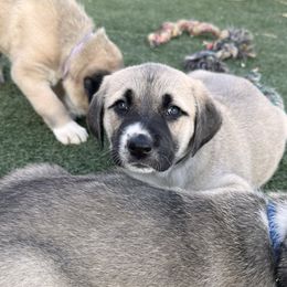 Anatolian Shepherd Dog Puppies from WanderDogs.Co