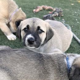 Anatolian Shepherd Dog Puppies from WanderDogs.Co