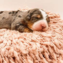 Gravy - Blue merle female Bernedoodle puppy in Hudson, Indiana from TurkeyCreek-K9