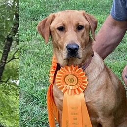 Labrador Retrievers from Dan Roehl