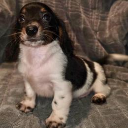 Leo Male longhair 2500 - Piebald male Dachshund puppy in Magnolia, Texas from J&R Macias Dachshunds