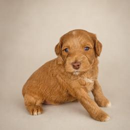 Honey - Red  female Goldendoodle puppy in Floyd, Virginia from Hearts and Paws Poodles and Doodles