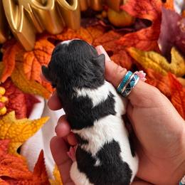 Male 5 - Black white and tan male Cockapoo puppy in Dixon, Montana from Super Z Kennels