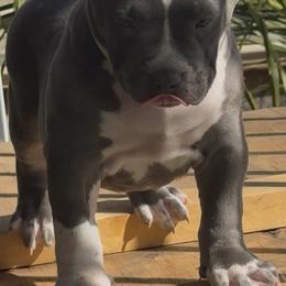 American Bully Puppies from M&M XL Bully Kennel