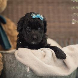 "Brown Girl Blossom" Australian Labradoodle Puppies from Forever Friends Labradoodles
