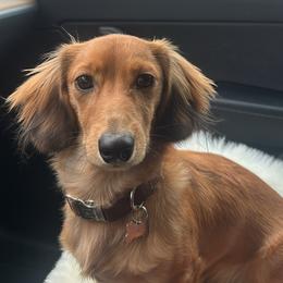 Odie - Dachshund