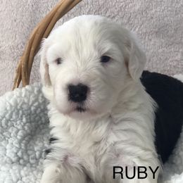 Ruby - Blue gray and white female Old English Sheepdog puppy in Baltimore, Maryland from Misty Blue’s Old English Sheepdogs