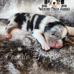 Girl 1 - Blue merle female Australian Shepherd puppy in Harpers Ferry, Iowa from Wexford Creek Aussies, LLC