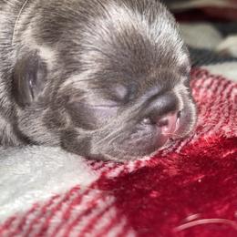 French Bulldog Puppies from Blue Ribbon French Bulldogs