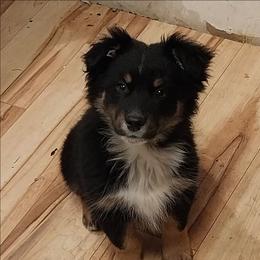Knight - Black tri-color male Australian Shepherd puppy in Cherry Grove, Oregon from TLC Dream and Pureland Australian Shepherds