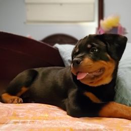 Rottweiler Puppies from Von Esparza Rottweilers