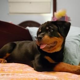 Rottweiler Puppies from Von Esparza Rottweilers