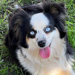 Cora - Toy Australian Shepherd