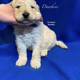 Goldendoodle Puppies from Scranton Goldendoodles