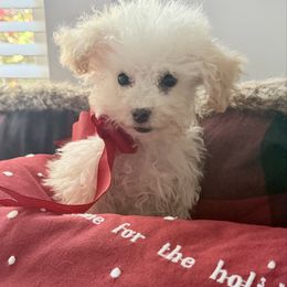 Lily - Cream female Poodle puppy in Taylorsville, North Carolina from Feather & Tail Acres