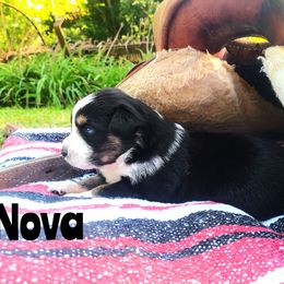 Girl 4 - Black tri-color Australian Shepherd puppy in Belews Creek, North Carolina from Tilley's Aussies