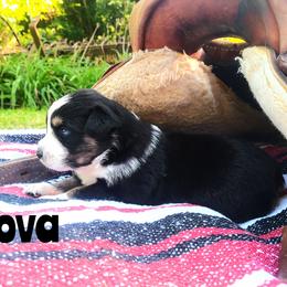 Girl 4 - Black tri-color Australian Shepherd puppy in Belews Creek, North Carolina from Tilley's Aussies